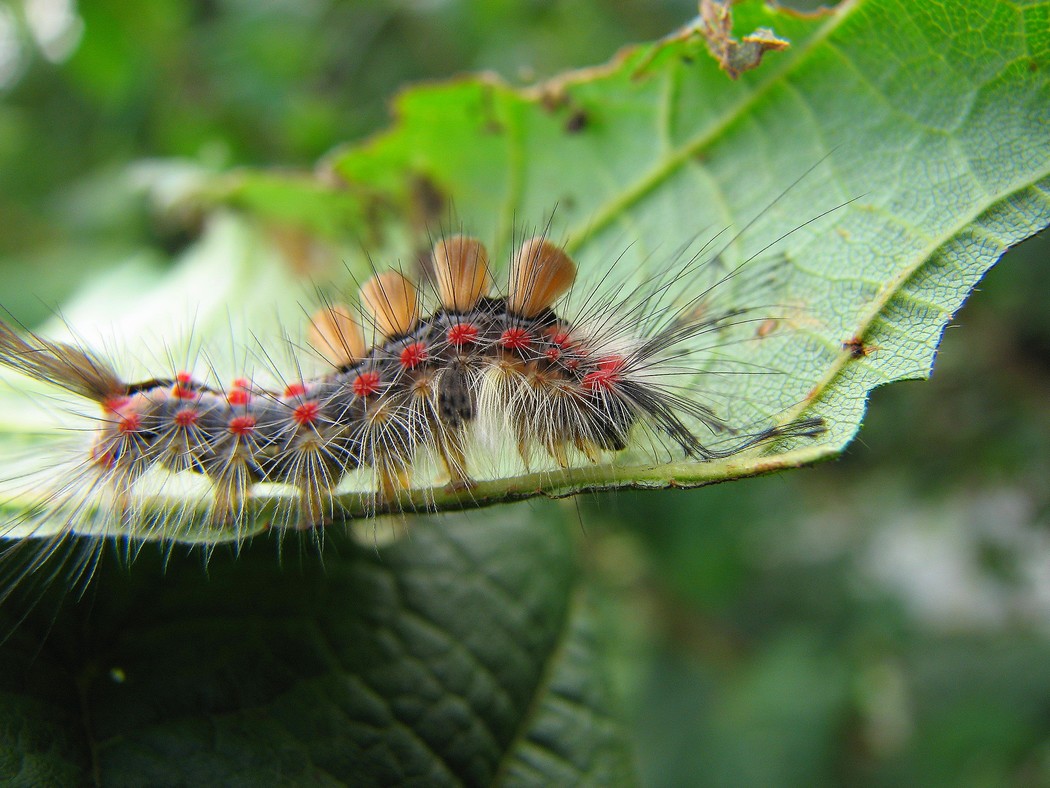 Lepidotteri da identificare nel Parco del Ticino